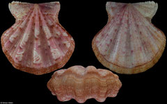 Flexopecten flexuosus form 'pyxoideus' (Spain, 29,6mm)
