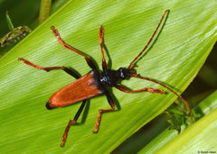 Longhorn beetle (Mastododera nodicollis), Mantadia, Madagascar