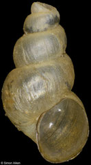 Korotnewia semenkewitschi (Lake Baikal, Russia, 6,9mm)
