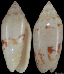 Oliva chrysoplecta (Philippines, 20,1mm)