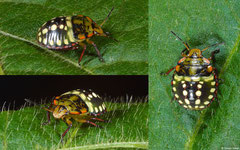 Southern green stink bug (Nezara viridula) nymph, Ambalavao, Madagascar