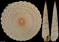 Duplicaria faustinatoi (Madagascar, 44,6mm)