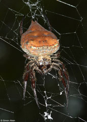 Bark spider (Caerostris cf. darwini), Mantadia, Madagascar