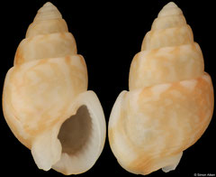 Nassarius vidalensis (South Africa, 9,4mm)