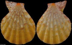 Semipallium dianae (Amami Islands, 31,2mm)