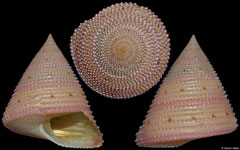 Calliostoma vicdani (Philippines, 32,8mm)