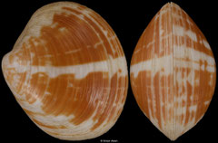Pitar medipictus (South Africa, 15,8mm)