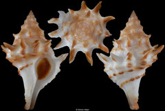 Acanthotrophon sentus (Pacific Panama, 28,2mm)