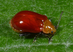 Leaf beetle (Bladhaantje sp.), Fianarantsoa, Madagascar