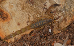 Bark scorpion (Centruroides nitidus), Manuel Goya, Pedernales peninsula, Dominican Republic