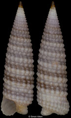 Monophorus tubularis (Philippines, 7,6mm) F+++ €7.00