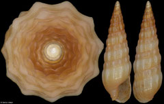 Partecosta fuscolutea (Madagascar, 8,3mm)