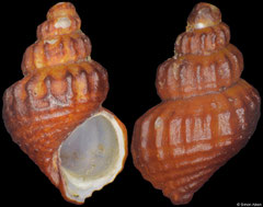 Frigidoalvania janmayeni (Svalbard, 4,4mm)