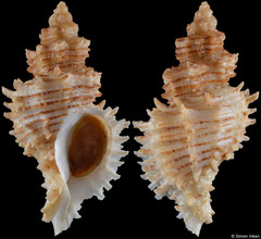 Murexsul octogonus (New Zealand, 43,5mm)