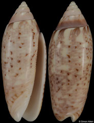 Oliva multiplicata (China, 35,0mm) F+++ €9.00 (specimens for sale are 33-27mm and are of the same quality as the specimen illustrated)