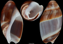 Amalda obtusa (South Africa, 48,3mm)