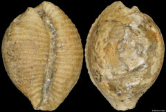Eotrivia faracii (Albanello quarry, Vicenza, Italy, 9,3mm) Lutetian fossil