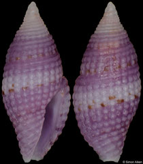 Mitromorpha purpurata (Philippines, 5,3mm)