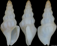 Nassarina atella (Pacific Mexico, 7,9mm)