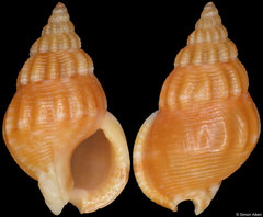 Nassarius filmerae (South Africa, 10,2mm) F++ €1.60 (specimens for sale are 10-11mm and are of the same quality as the specimen illustrated)