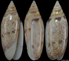 Oliva panniculata (Madagascar, 22,0mm) F+++ €2.80 (specimens for sale are 20-22mm and are of the same quality as the specimen illustrated)