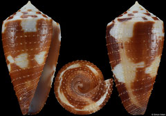 Conus striatellus (Philippines, 40,8mm)