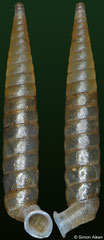 Amphicosmia hjalmarsoni  (Dominican Republic, 20,7mm)