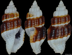 Hemilienardia infulabrunnea (Philippines, 5,5mm)