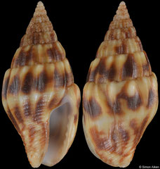 Anachis decimdentata (Pacific Mexico, 14,9mm)