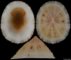 Eoacmaea albonotata (South Africa, 13,5mm)