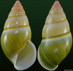 Amphidromus severnsi anhi (Vietnam, 34,2mm)