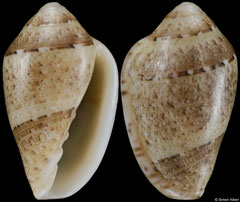 Marginella walleceorum (South Africa, 11,3mm) F+/F++ €7.50 (specimens for sale are 11mm and are of the same quality as the specimen illustrated)