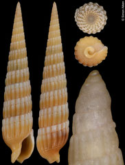 Myurellopsis laevior (Philippines, 27,8mm)