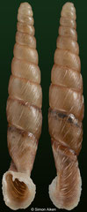 Indonenia admirabilis (Myanmar, 23,4mm) (paratype) F+++ €60.00