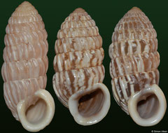 Cerion banesense (Cuba, 27,8mm, 25,0mm, 25,4mm) F+++ €6.00 (specimens for sale are 25-27mm and are of the same quality as the specimens illustrated)
