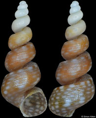 Callostracum gracile (Senegal, 8,0mm)