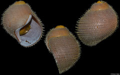 Alviniconcha hessleri (Mariana Back-Arc Basin, 46,0mm)