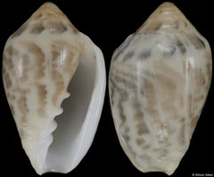 Marginella confortini (South Africa, 19,0mm) F+/F++ €30.00