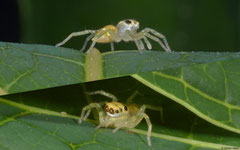 Jumping spider (Salticidae sp.), Samal Island, Philippines