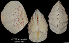 Hippopus porcellanus (Philippines, 95mm)