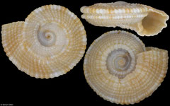 Heliacus cf. implexus (South Africa, 4,6mm)