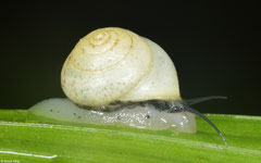Helicina platychila (Mamelle de Pigeon, Guadeloupe)