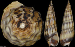 Partecosta bertini (Indonesia, 10,7mm)