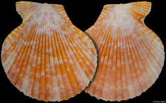 Mimachlamys sanguinea (Philippines, 63,2mm)