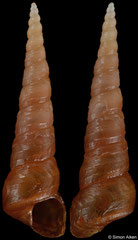 Turritella chrysotoxa (South Africa, 19,1mm)