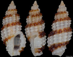 Pseudodaphnella ramsayi (Philippines, 5,1mm)