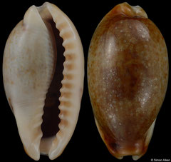 Cypraea caurica form 'fuscorostrata' (Madagascar, 32,1mm) F+/F++ €27.00 (specimens for sale are 29-30mm and are of the same quality as the specimen illustrated)