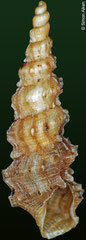 Melaniella acuticostata (Cuba, 11,5mm)
