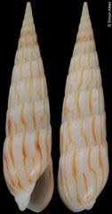 Hastula penicillata (Philippines, 21,3mm)