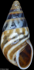 Achatinelloides zebrinus (Socotra Island, 11,2mm)